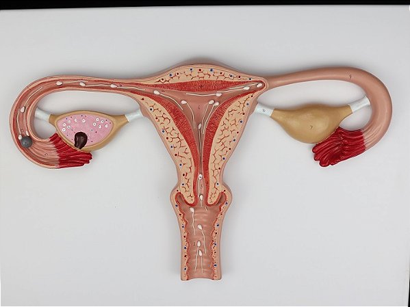 PROCESSO DE FERTILIZAÇÃO EM 2 MODELOS