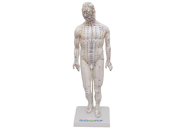 MODELO PARA ACUPUNTURA MASCULINO