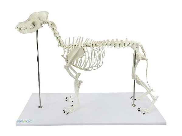 ESQUELETO DE CACHORRO PORTE GRANDE (RESINA PLÁSTICA)
