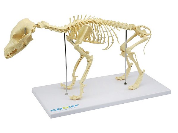 ESQUELETO DE CACHORRO PEQUENO (RESINA PLÁSTICA)