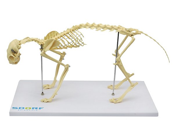 ESQUELETO DE GATO (RESINA PLÁSTICA)