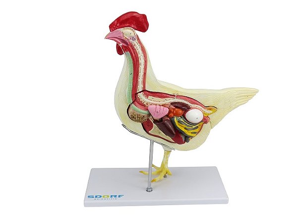 ANATOMIA  DA GALINHA EM 6 PARTES
