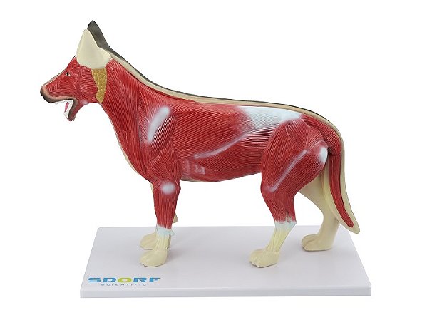 ANATOMIA  DO CACHORRO EM 10 PARTES