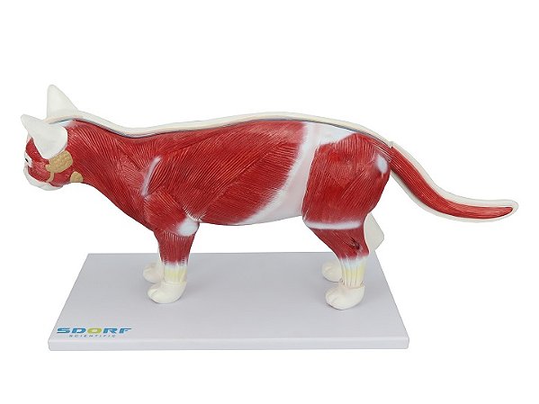 ANATOMIA DO GATO EM 12 PARTES