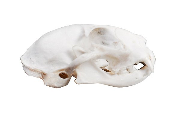 ESQUELETO NATURAL CRANIO DE GATO (FELIS CATUS)