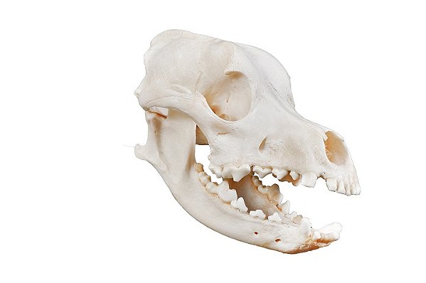 ESQUELETO NATURAL CRANIO DE CACHORRO(CANIS LUPUS FAMILIARIS)