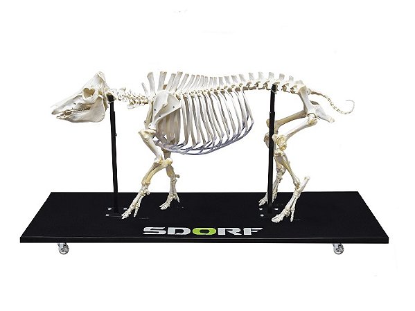 ESQUELETO NATURAL PORCO ARTICULADO (SUS SCROFA DOMESTICUS)