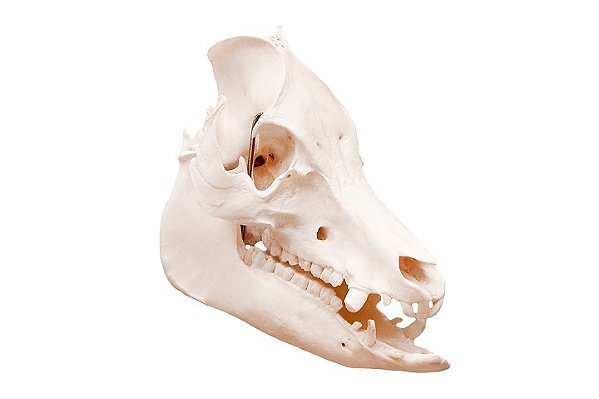ESQUELETO NATURAL CRANIO DE PORCO (SUS SCROFA DOMESTICUS)