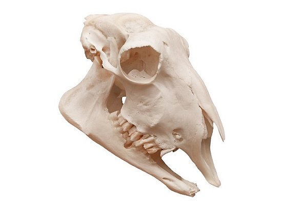 ESQUELETO NATURAL CRANIO DE OVELHA (OVIS AIRES)