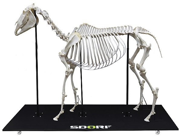 ESQUELETO NATURAL CAVALO ARTICULADO (EQUUS FERUS CABALLUS)