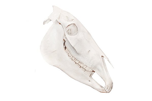ESQUELETO NATURAL CRANIO DE CAVALO (EQUUS FERUS CABALLUS)