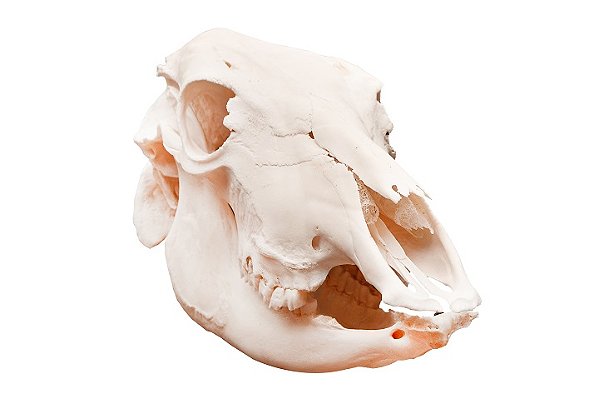 ESQUELETO NATURAL CRANIO DE BOI (BOS TAURUS)