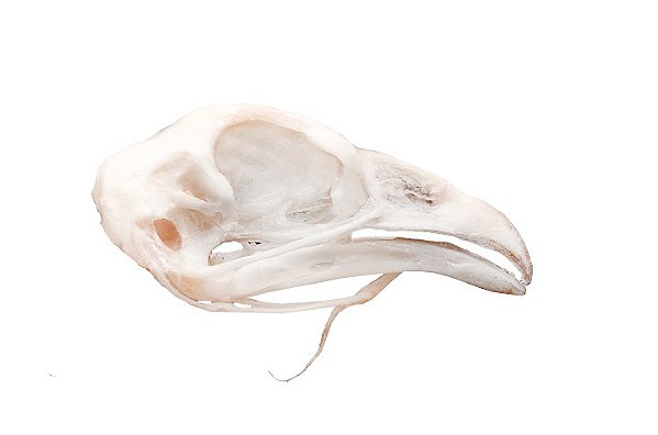 ESQUELETO NATURAL CRANIO DE GALINHA (GALLUS GALLUS DOMESTICUS)