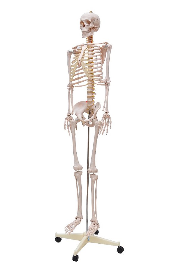 ESQUELETO HUMANO DE 1,70 CM C/ SUPORTE E RODAS