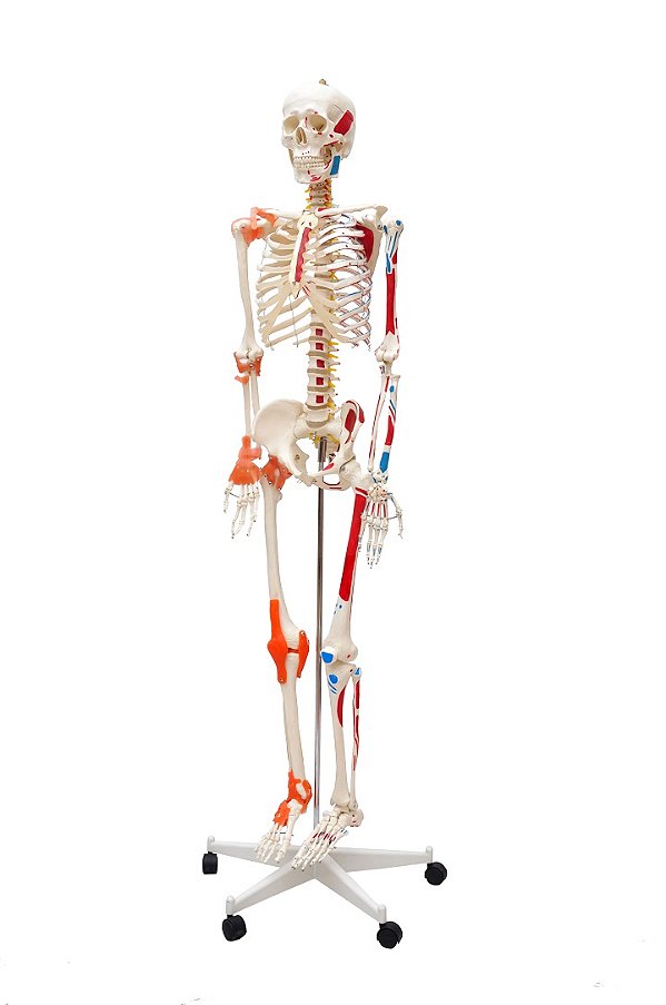 ESQUELETO HUMANO DE 1,70 CM C/ INSERÇÃO E ORIGEM MUSCULAR E LIGAMENTOS C/ SUPORTE E RODAS