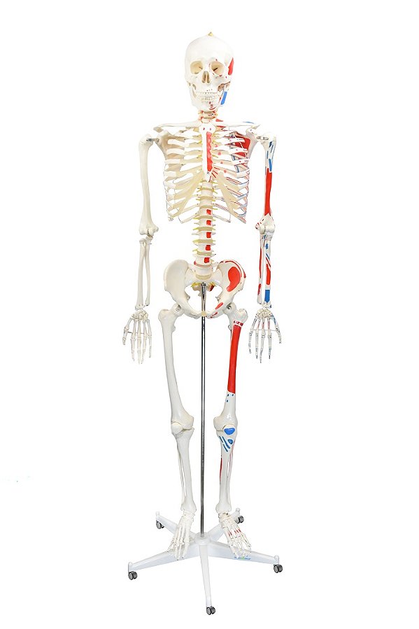 ESQUELETO HUMANO DE 1,70 CM C/ INSERÇÃO E ORIGEM MUSCULAR  C/ SUPORTE E RODAS