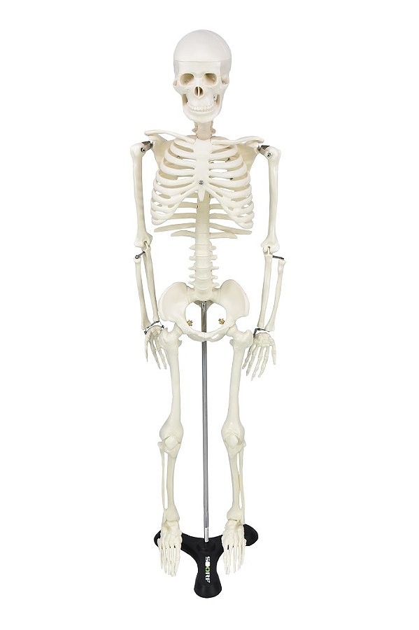 ESQUELETO HUMANO DE 85 CM C/ BASE E SUPORTE