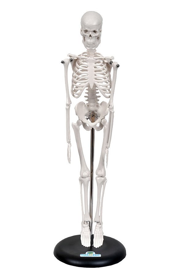 ESQUELETO HUMANO DE 45 CM C/ BASE E  SUPORTE