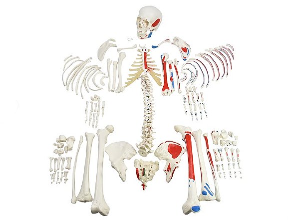 ESQUELETO HUMANO DESARTICULADO C/ INSERÇÃO E ORIGEM MUSCULAR EM UM DOS LADOS