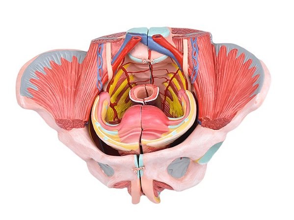 ESQUELETO PÉLVICO COM SISTEMA REPRODUTIVO FEMININO