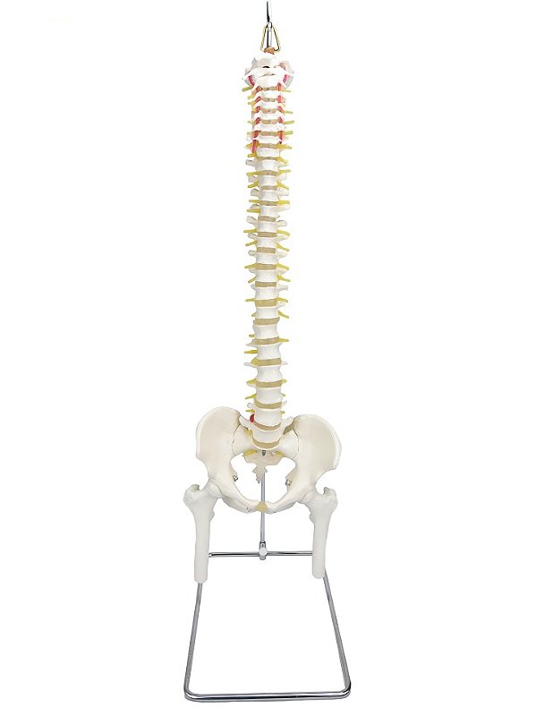 COLUNA VERTEBRAL EM TAMANHO REAL C/ PELVE E PARTE DO FÊMUR