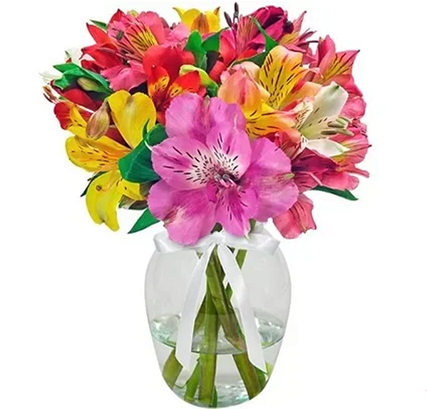 157 - Mix de astromélias