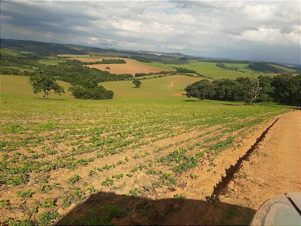 Fazenda com 140 alqueires à Venda entre Ipiúna e Santa Rita de Caldas /MG