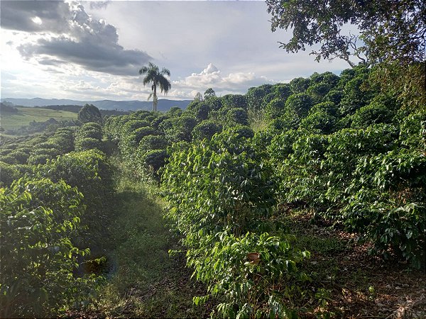 SÍTIO COM 6,5 ALQUEIRES, COM LAVOURA DE  CAFÉ EM OURO FINO, MINAS GERAIS