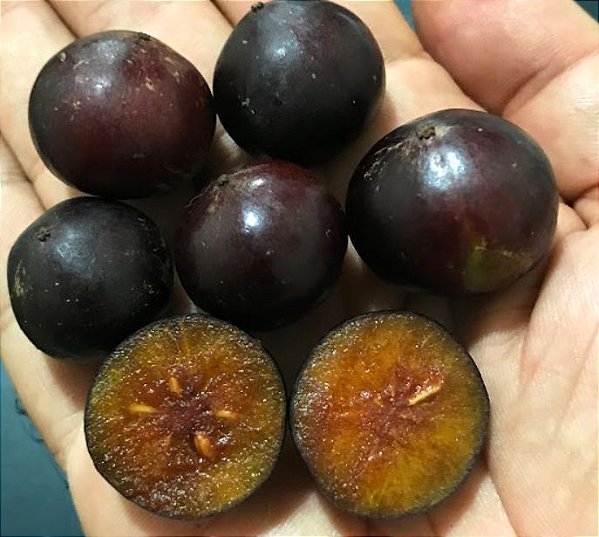 MUDA DE AMEIXA CAFÉ OU  GOVERNADOR ( Flacourtia indica )