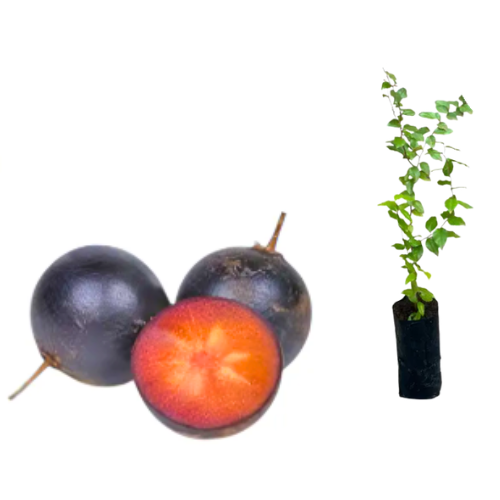 MUDA DE AMEIXA CAFÉ OU GOVERNADOR ( Flacourtia indica )