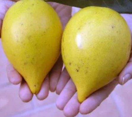 Muda Abio amarelo (pouteria caimito)