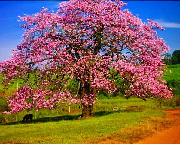 Muda de Paineira Flor rosa  - Chorisia speciosa