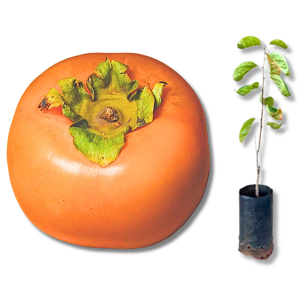 Kit 3 Mudas de Caqui Fuyu Enxertado