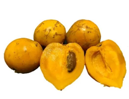 Muda De Mangostão Amarelo Ou Falso Mangostão