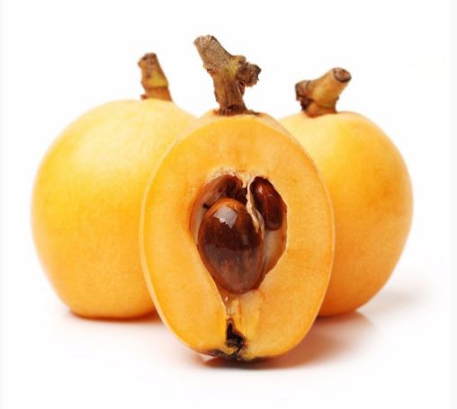 Muda de Nespera Gigante- Eriobotrya Japonica Tamanho P