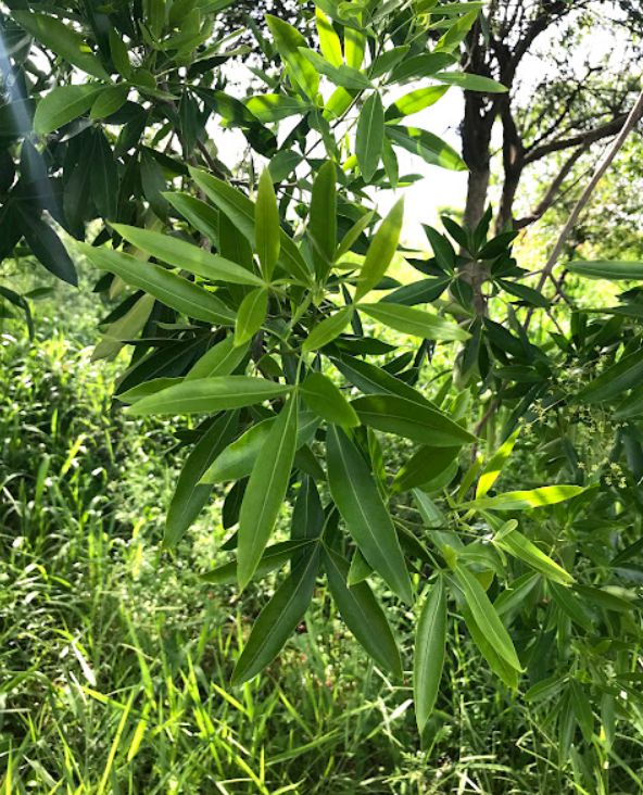 Muda Canela de Veado - Helietta apiculata