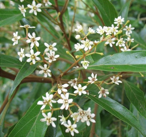 Muda Canela - Amarela Nectandra Lanceolata