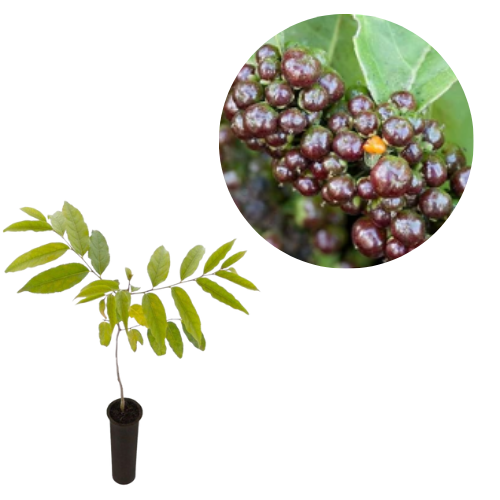 Muda Cafezeiro do Mato Casearia sylvestris Sw