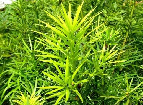 Kit 5 Muda Pinheiro-Bravo - Podocarpus lambertii