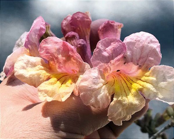 Muda Ypê de duas cores-bicolor
