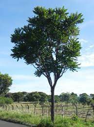 Muda Cedro Rosa (Cedrela fissilis )