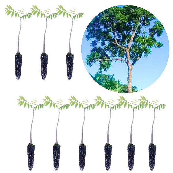 kit 9 mudas Cedro Autraliano(Toona ciliata)