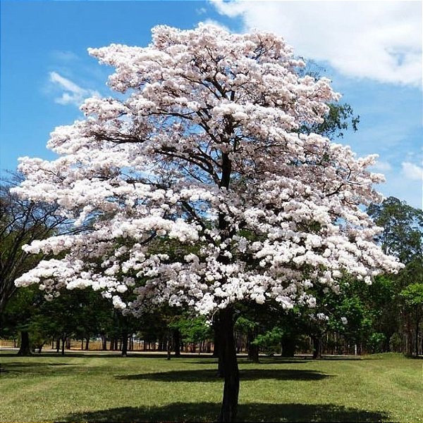 Muda de Ipê Branco - Handroanthus rosea - Alba