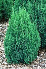 Muda Tuia-Strickta ( Juniperus chinensis )