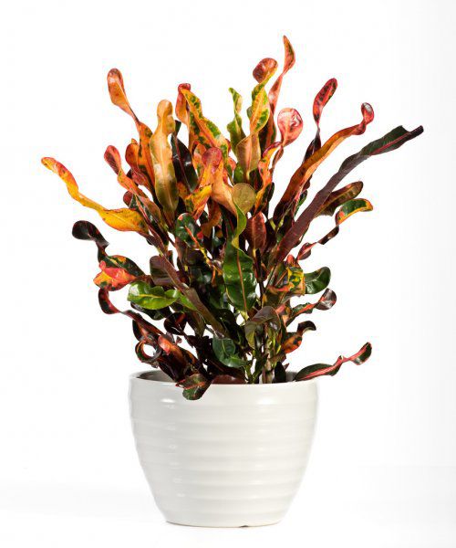 Muda De Cróton (codiaeum Variegatum) Parafuso