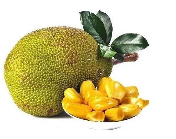 Muda Champejaca Champejack Híbrido Do Champedak Com Jaca-Produz em Vaso