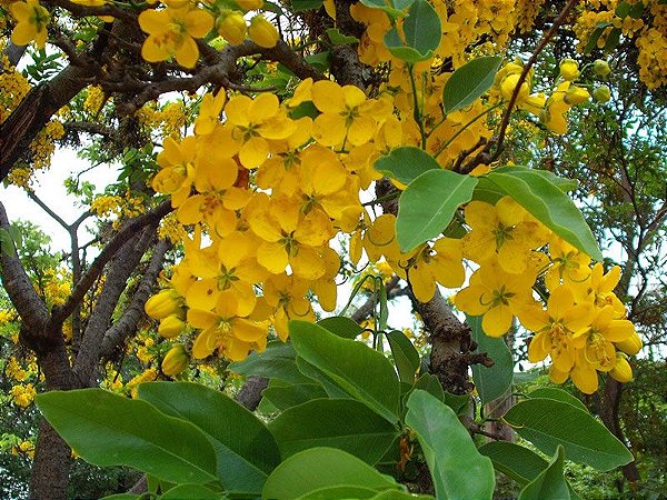 Muda de Cássia Baiana - Já Floresce