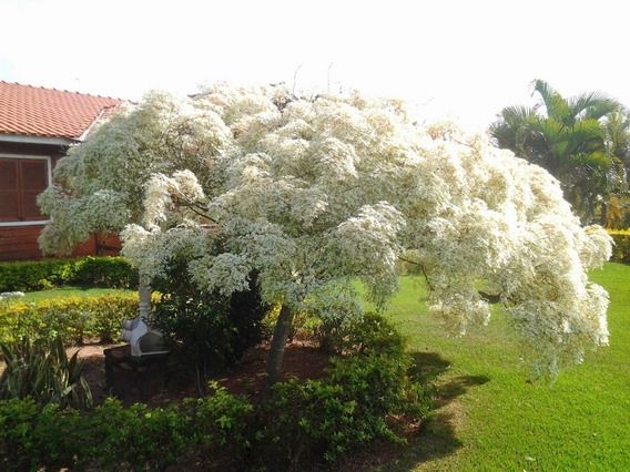 Muda da Flor Neve da Montanha - Euphorbia Leucocephala
