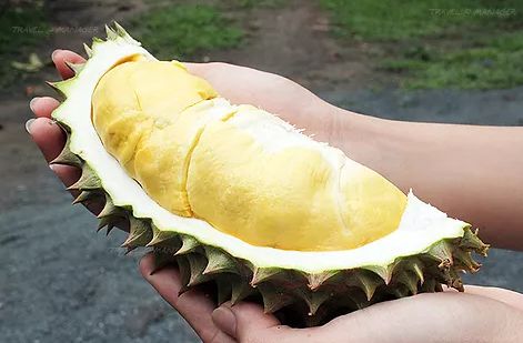 Muda de Durião - Durio zibethinus-Fruta  Raras e exóticas