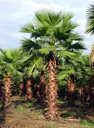 Muda da Palmeira Washingtonia Felifera pt 08